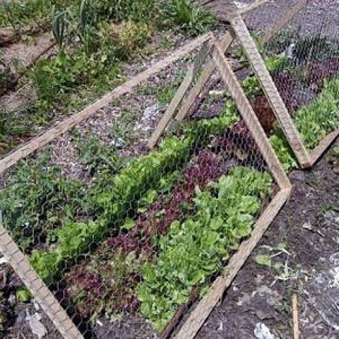 Chicken Wire Mesh Used in Garden as Fence, Raised Bed, Trellis