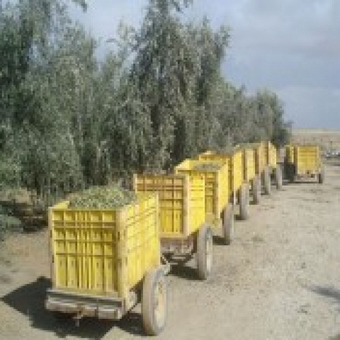 Olive plantations.