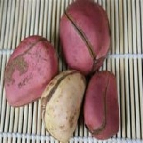  kola nut and bitter kola 