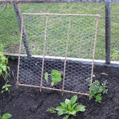 Chicken Wire Mesh Used in Garden as Fence, Raised Bed, Trellis