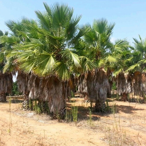 Venta de palmeras. Oportunidad por cierre de negocio. Grandes comisiones para intermediarios