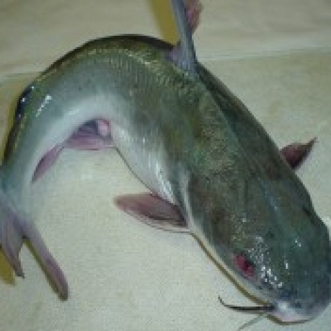 CATFISH FROM NIGERIA!