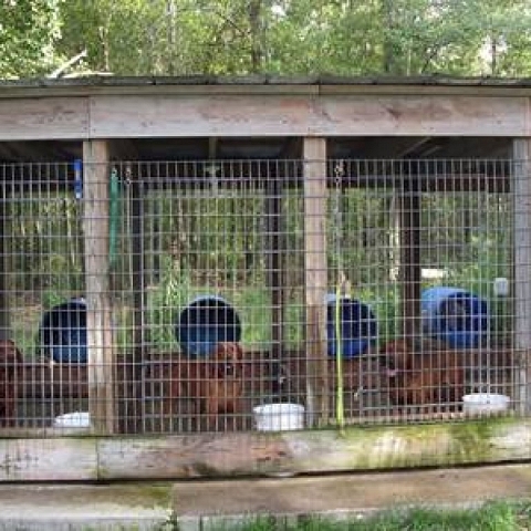 Welded Animal Pen and Cage