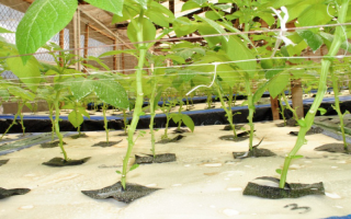 Chinese Aeroponic system for African farmers