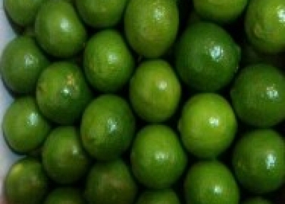 Limon persa