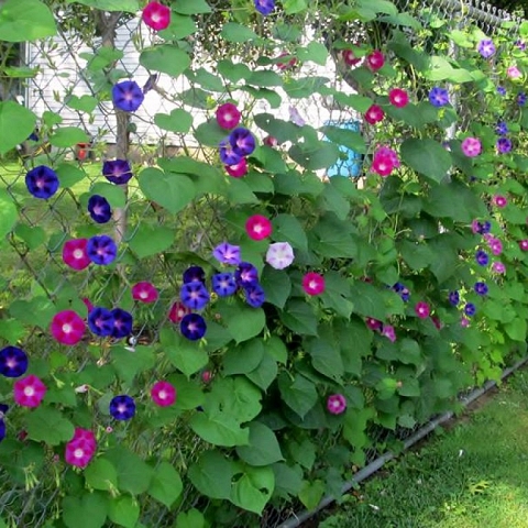 Residential Chain Link Fence