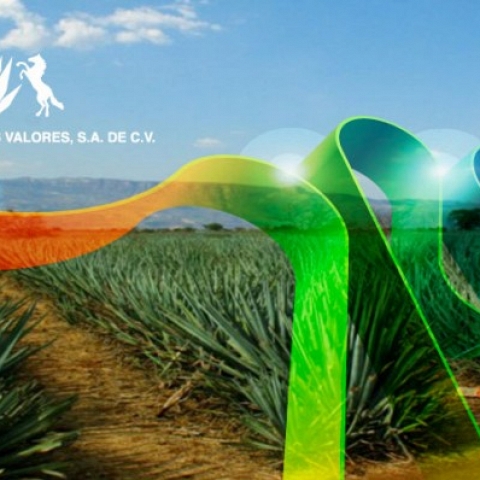 We sales tequila high & premium 100% agave