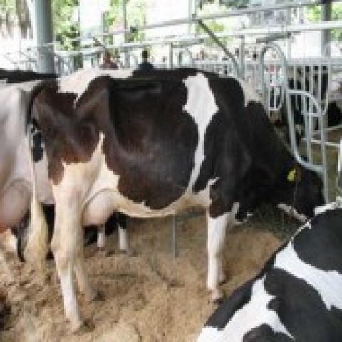 Pregnant Holstein Heifers