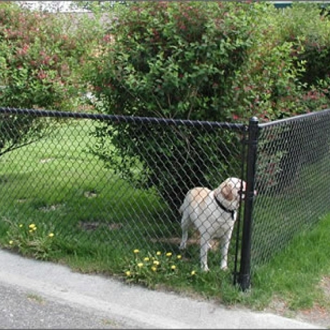 Chain Link Pet Mesh Panels For Dog Run Fencing And Dog Kennels