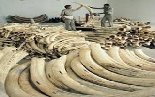 Google and ivory trade (By Sylodium, international trade directory)