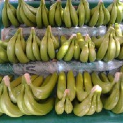 Organic Banana