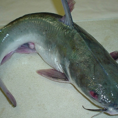 CATFISH FROM NIGERIA!