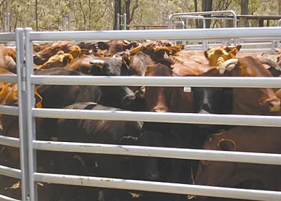 Cattle Corral Fence