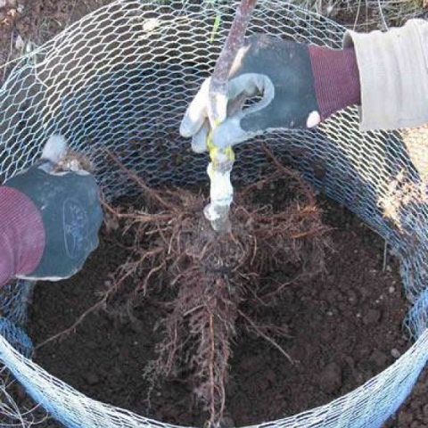 Gopher Control Wire Mesh Protects Lawn and Individual Plant