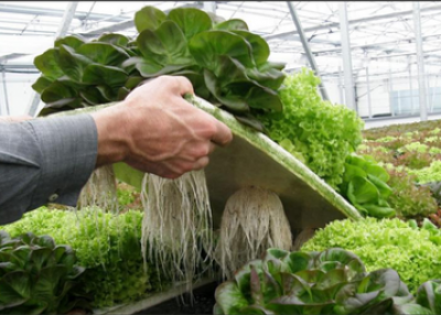 looking for aeroponic companies