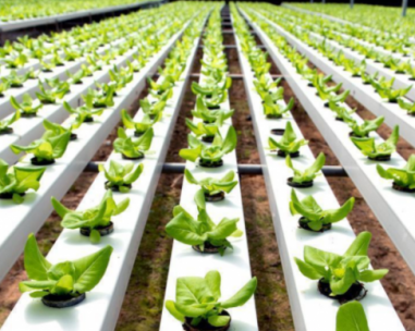 Should Hydroponic Farming Be Eligible for Organic Certification?