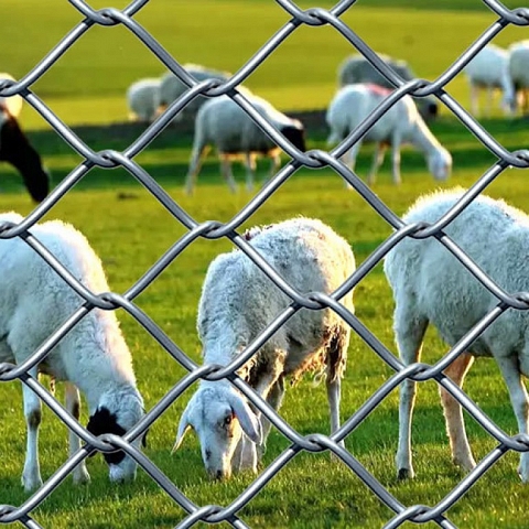 Chain Link Fence