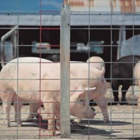 Hog Wire Fence