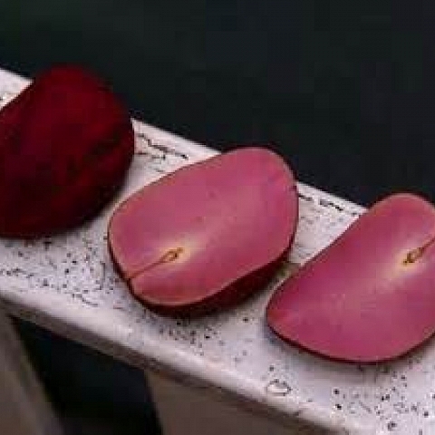  kola nut and bitter kola 