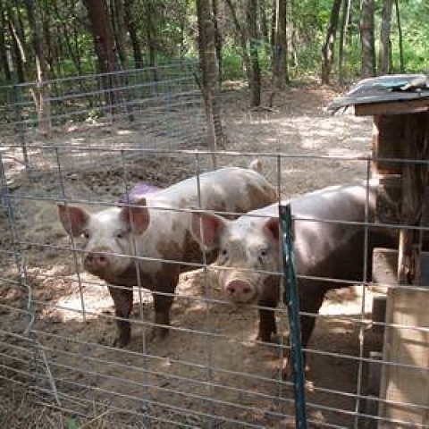 Versatile Hog Panels for Livestock Fencing, Trellis, Fencing