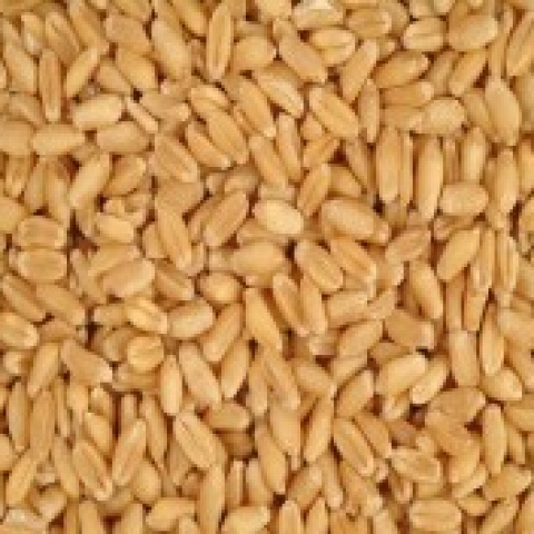 Cleaned Wheat Grains