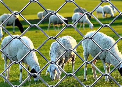 Chain Link Fence