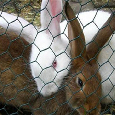 Poultry Netting