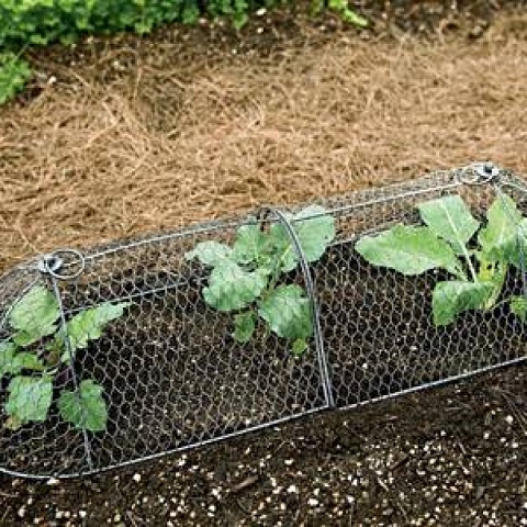 Chicken Wire Mesh Used in Garden as Fence, Raised Bed, Trellis