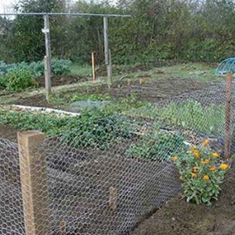 Chicken Wire Mesh Used in Garden as Fence, Raised Bed, Trellis