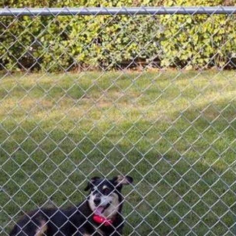 GBW Chain Link Fence Fabric