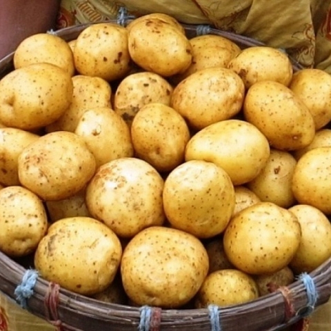 Looking for importer/Exporter for Potato & Maize