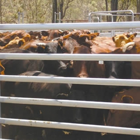 Cattle Corral Fence