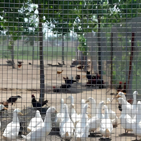 Poultry Netting