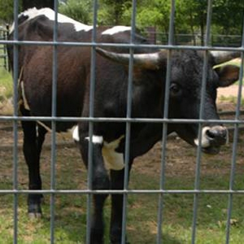 Welded Wire Cattle Panels Not Only for Livestock