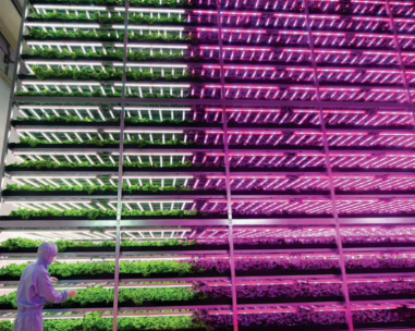 Towards aeroponic system versions in Africa