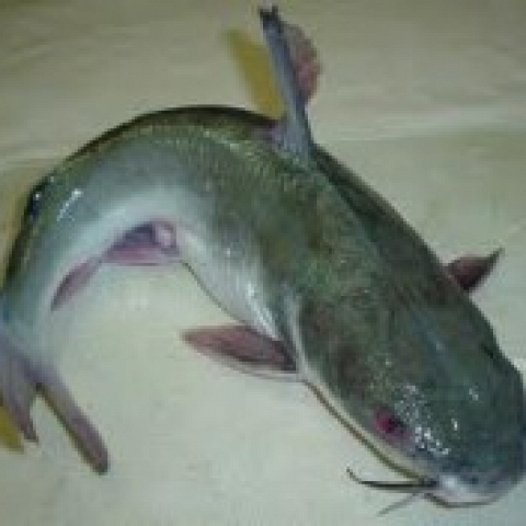 CATFISH FROM NIGERIA